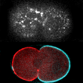 Goerhing lab research image