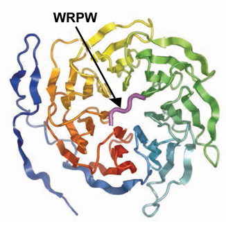 Ish-Horowicz research image