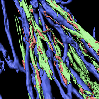 Lloyd lab research image