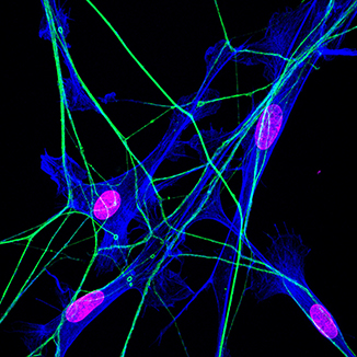 Lloyd lab research image