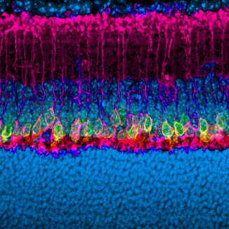 Mole lab research image