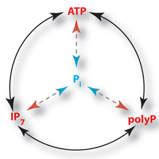 Saiardi lab research image