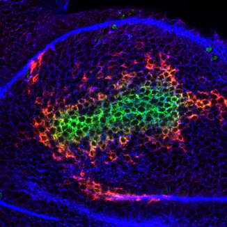 Mao lab research image