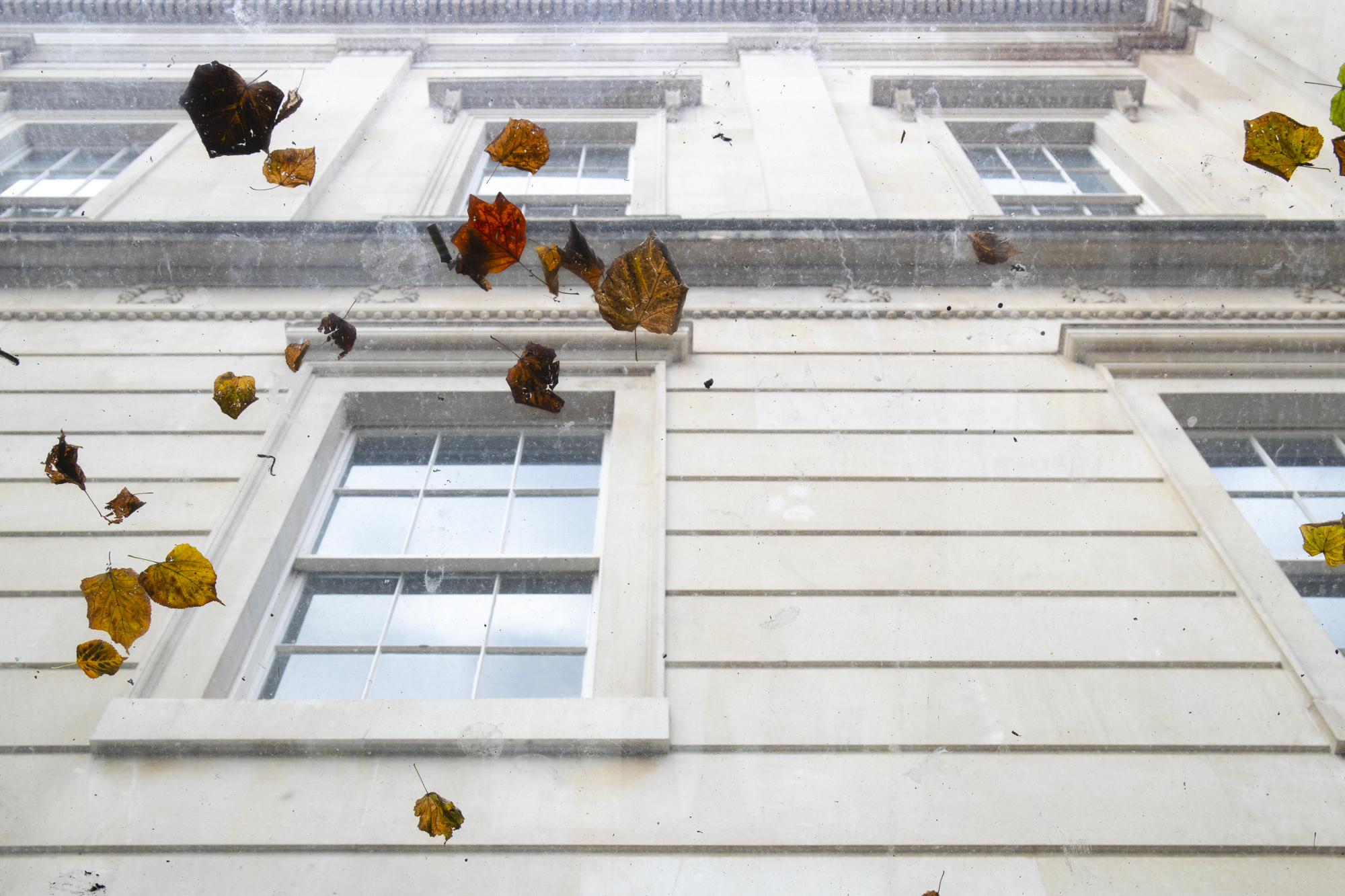 Photo of leaves on studio skylight