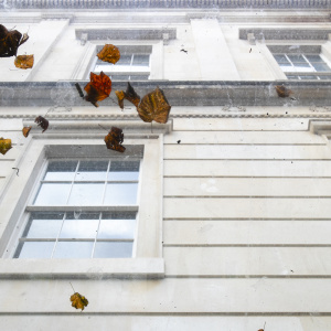 Photo of leaves on studio skylight